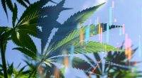 cannabis stocks to buy