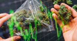 cannabis stocks