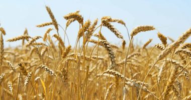wheat stocks