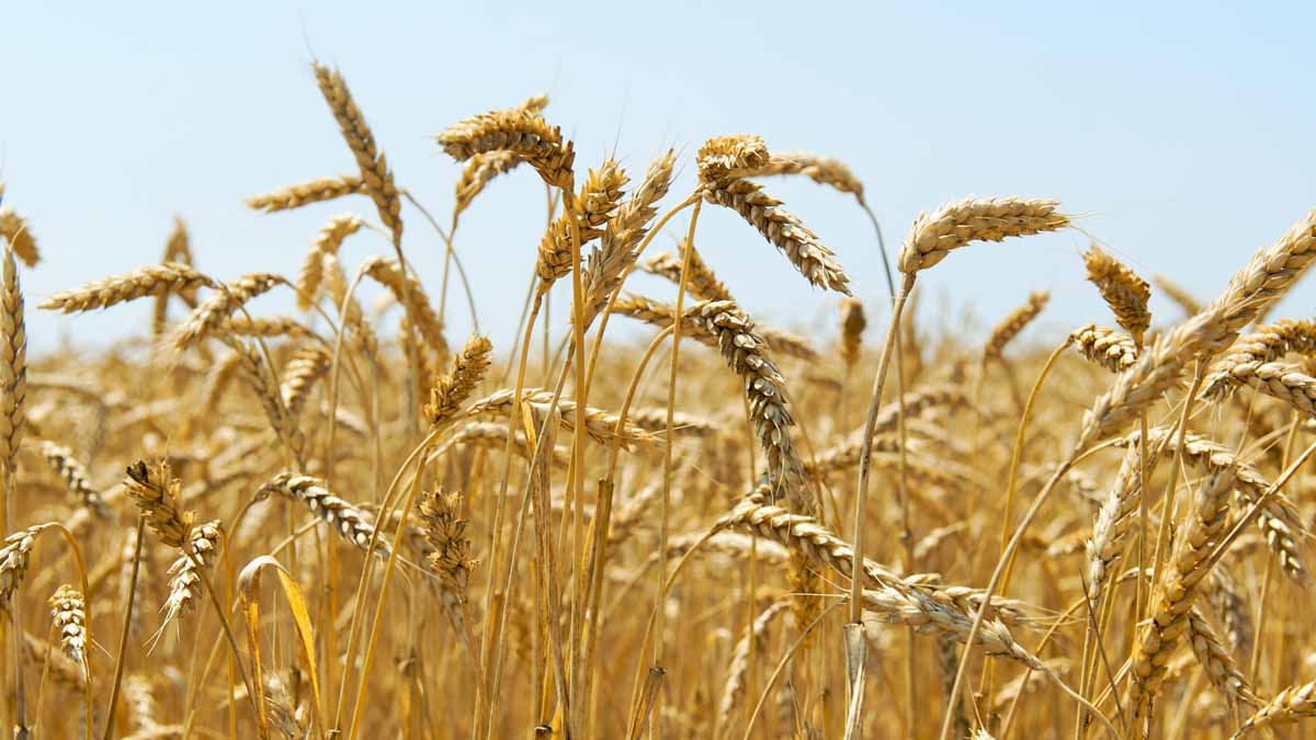 Top Wheat Stocks To Buy Amidst Potential Shortages? 3 In Focus